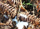WINTER FERN 